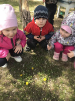 Всемирный день одуванчиков Всемирный день одуванчиков.