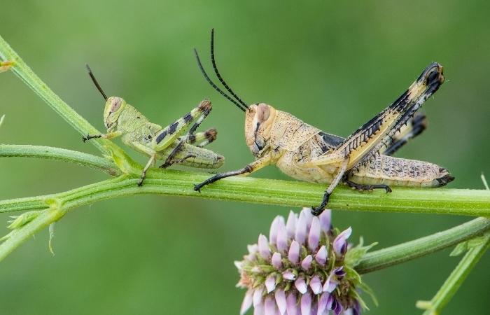 День кузнечика День кузнечика.